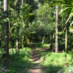 Walking trail through a lush Goan spice plantation