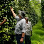Visitors exploring a traditional spice plantation in Goa with local farmers and aromatic spice vines