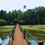 Wooden walkway through a lush spice plantation in Goa